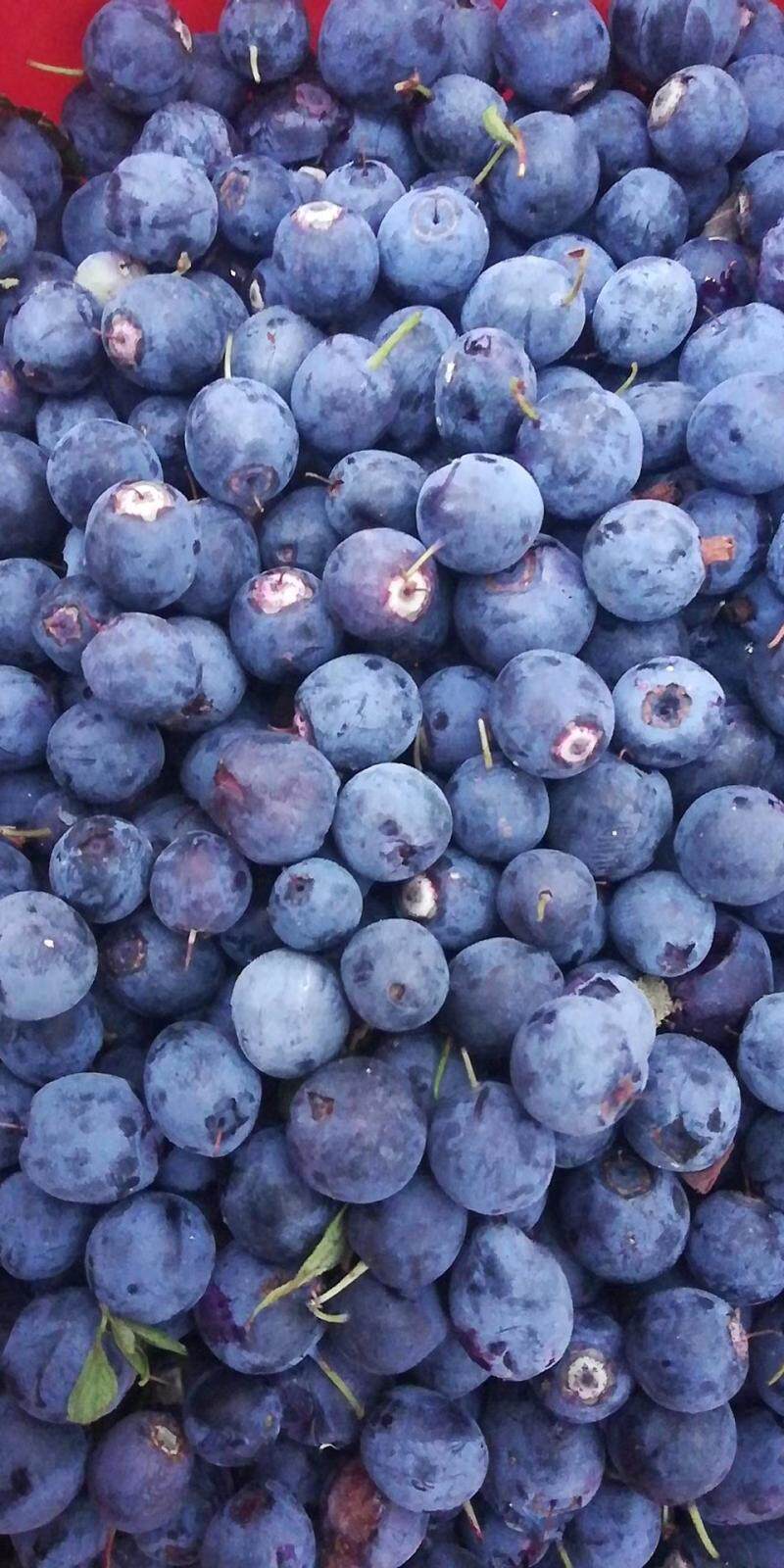 大兴安岭冷冻新鲜蓝莓果肉浆速冻果蓝莓酒新鲜水果烘焙原料1500g