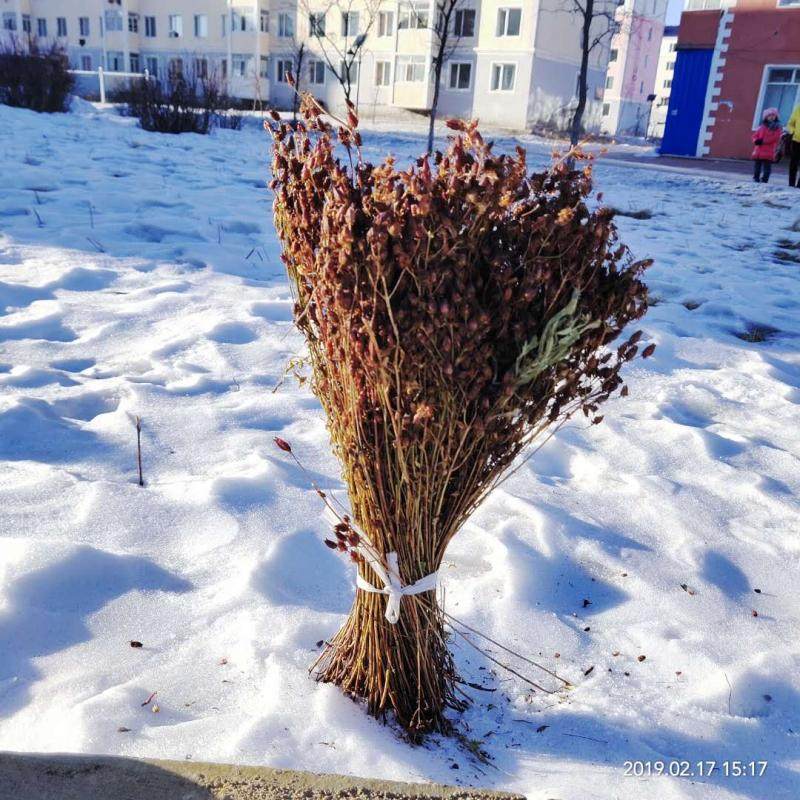 新货东北大兴安岭地区漠河野生稳心草鹿心草农家自采泡茶泡酒250g