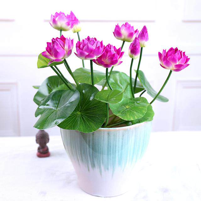 碗莲种子水培植物包邮开口30粒睡莲四季播种水生荷花盆栽