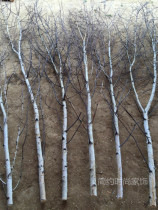 Birch branches Birch branches White branches screen entrance partition background wall decoration dried branches Flower arrangement dried branches