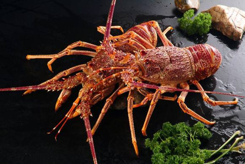 一虾三吃,让澳洲大龙虾片甲不留的料理