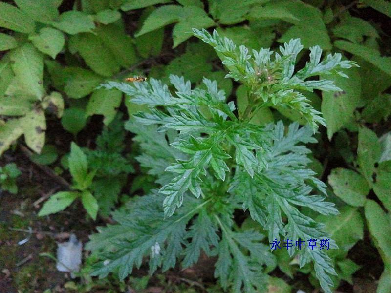 野生马鞭草 紫顶龙芽草 野荆芥 龙芽草 老鼠尾巴草 干