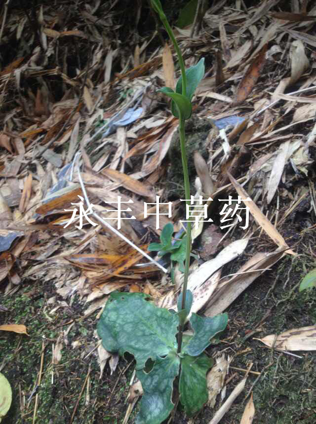 野生肺形草铁交杯蝴蝶草金丝蝴蝶肺型草西瓜皮