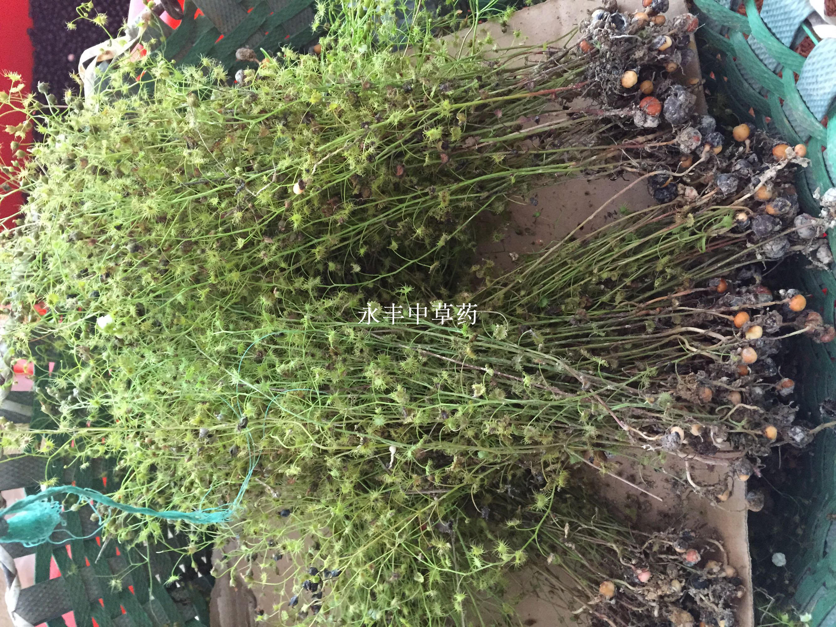 野生采挖 地下明珠 茅膏菜 落地珍珠 一粒金丹 陈伤子