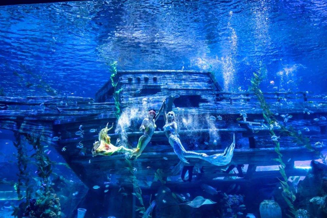 昆明融创海世界门票珍稀海洋生物萌宠乐园动物表演