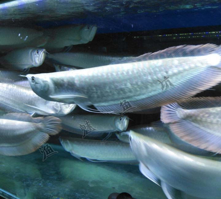 热带鱼银龙鱼活体观赏鱼风水鱼银龙鱼银带鱼活体大型鱼招财鱼活体_双