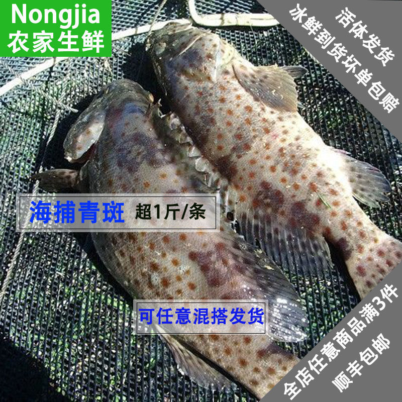 【农家生鲜】鲜活青石斑鱼野生海捕青石斑每条1斤-1斤2两活体发货_7折