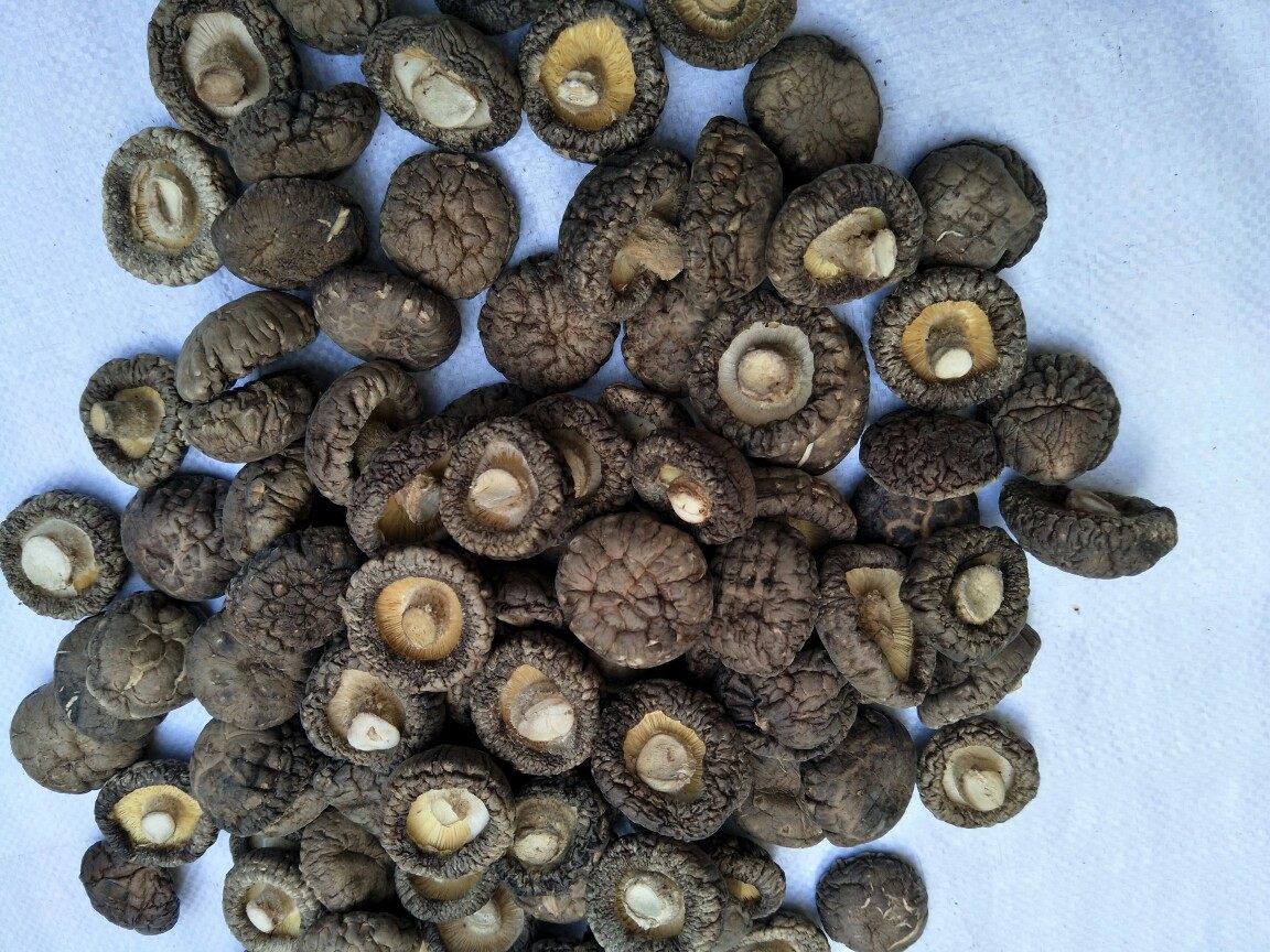 香菇1斤包邮剪脚金钱菇农家新货香菇乾货厚大香菇500g包邮土产