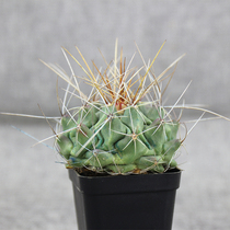 Multi - flesh plant strong ball long puber dove real strain is good