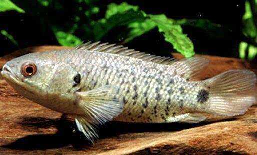 2017#会在陆地上走路的鱼,你不信?