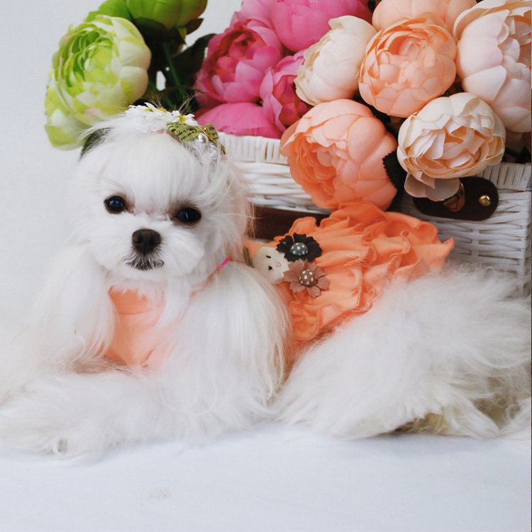 泰迪狗狗衣服秋冬裙子 可爱公主风 博美比熊犬 宠物狗秋冬装衣服