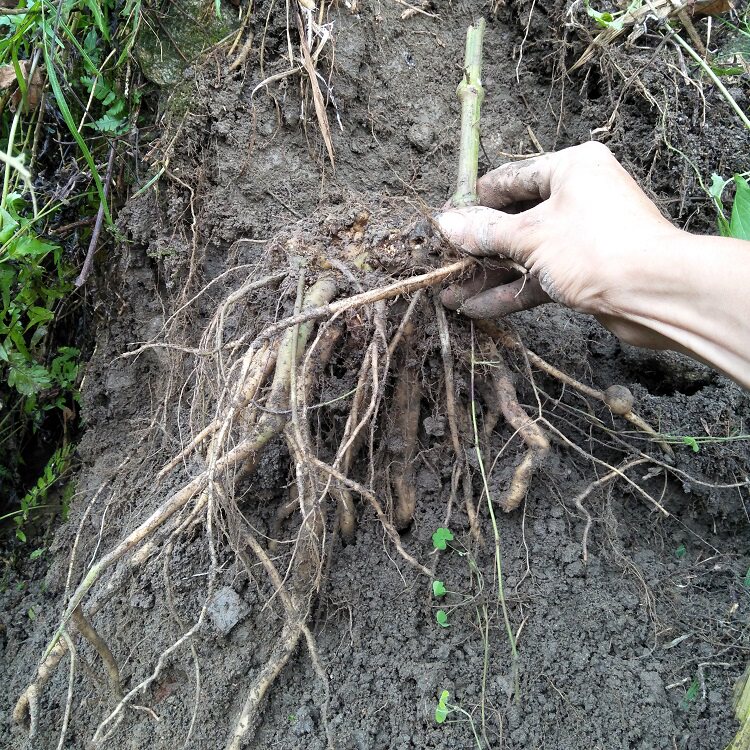 野生新鲜土牛膝根500g杜牛膝倒扣草接骨草扭伤牛七簕鸡骨癀鸡掇鼻