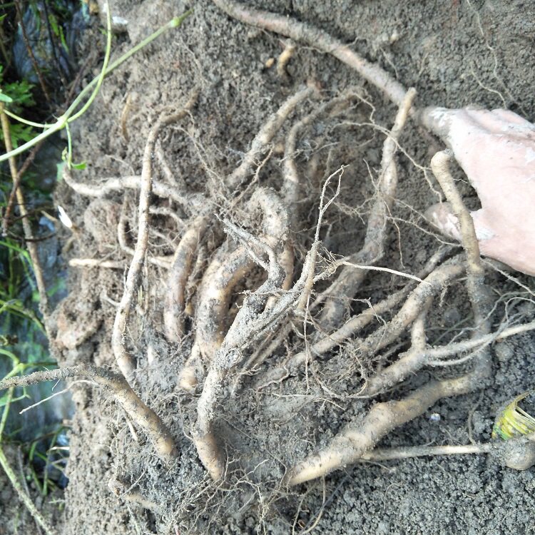 野生新鲜土牛膝根500g杜牛膝倒扣草接骨草扭伤牛七簕鸡骨癀鸡掇鼻