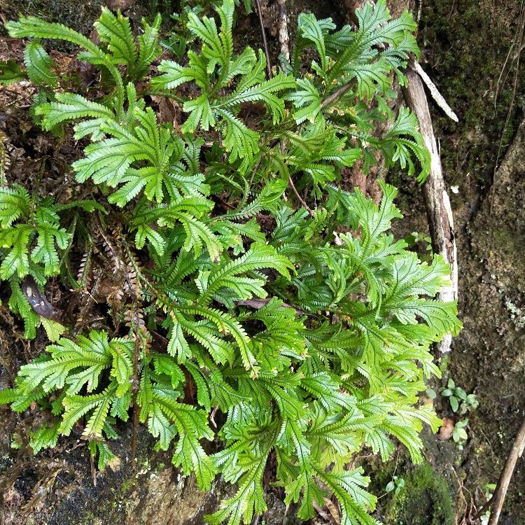 野生石上柏中草药500g龙鳞草地侧柏梭罗草深绿卷柏金龙草地梭罗_7折
