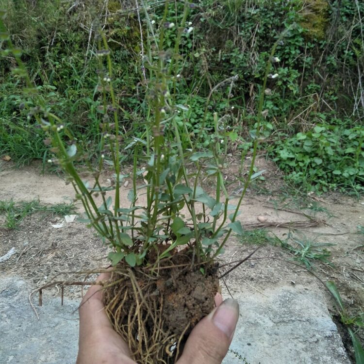 野生半枝莲新鲜现采四条棱500g四方草并头草赶山鞭可配白花蛇舌草