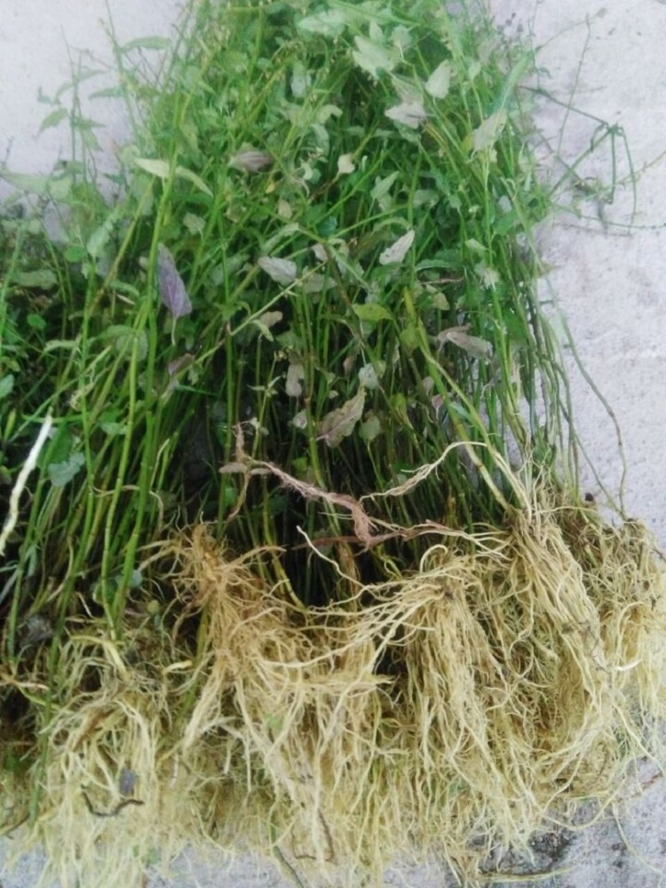 野生半枝莲新鲜现采四条棱500g四方草并头草赶山鞭可配白花蛇舌草