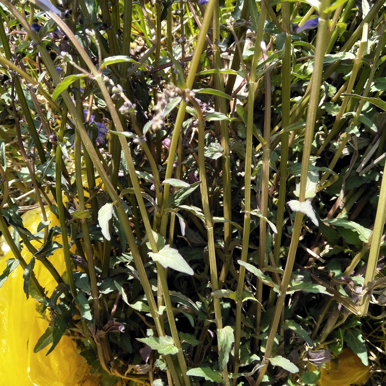 野生半枝莲新鲜现采四条棱500g四方草并头草赶山鞭可配白花蛇舌草