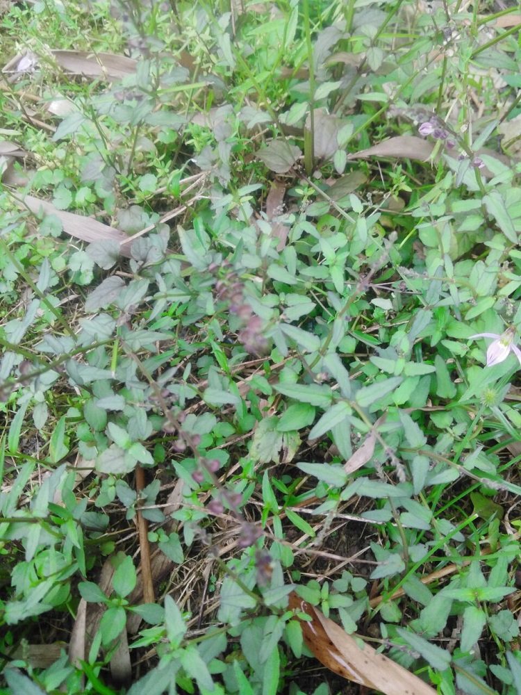 野生半枝莲新鲜现采四条棱500g四方草并头草赶山鞭可配白花蛇舌草