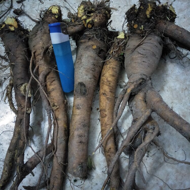 新鲜中草药野生土大黄根金不换牛舌头牛耳大黄洋铁叶羊蹄根血三七