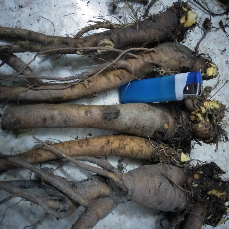 新鲜中草药野生土大黄根金不换牛舌头牛耳大黄洋铁叶羊蹄根血三七