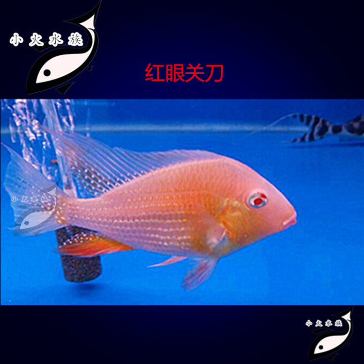 蓝宝石关刀 红头力关刀 美洲慈鲷食土鲷 热带观赏鱼活体_双氙车灯改装
