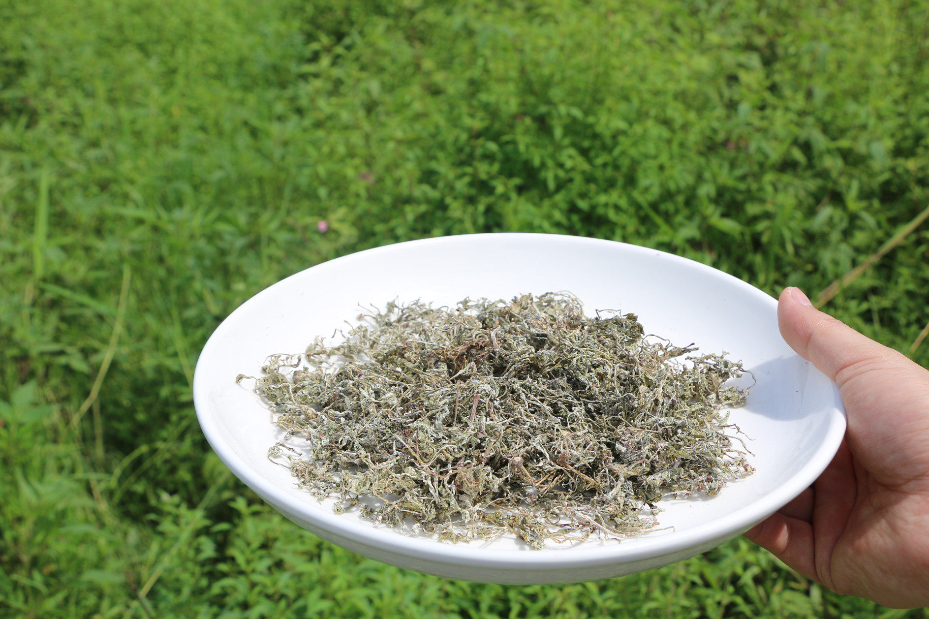纯野生藤茶莓茶茅岩新霉茶润咽喉苦甘露茶正品原叶养生茶包邮