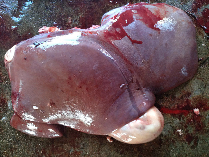 新鲜牛肝 黄牛牛肝 牛肝尖 夫妻肺片 风干零食 500g40斤全国包邮_双氙