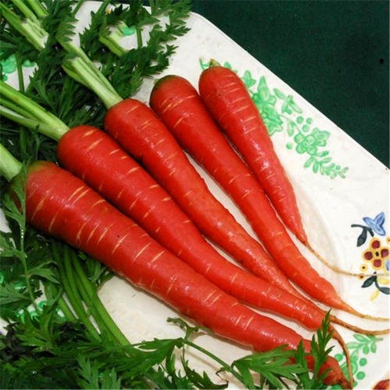红色胡萝卜种子 冬季耐寒阳台盆栽四季蔬菜种子春秋季种易种萝卜