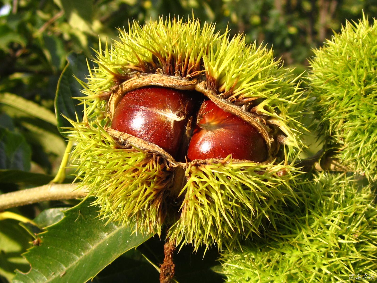 好货经验#甘甜油栗仁