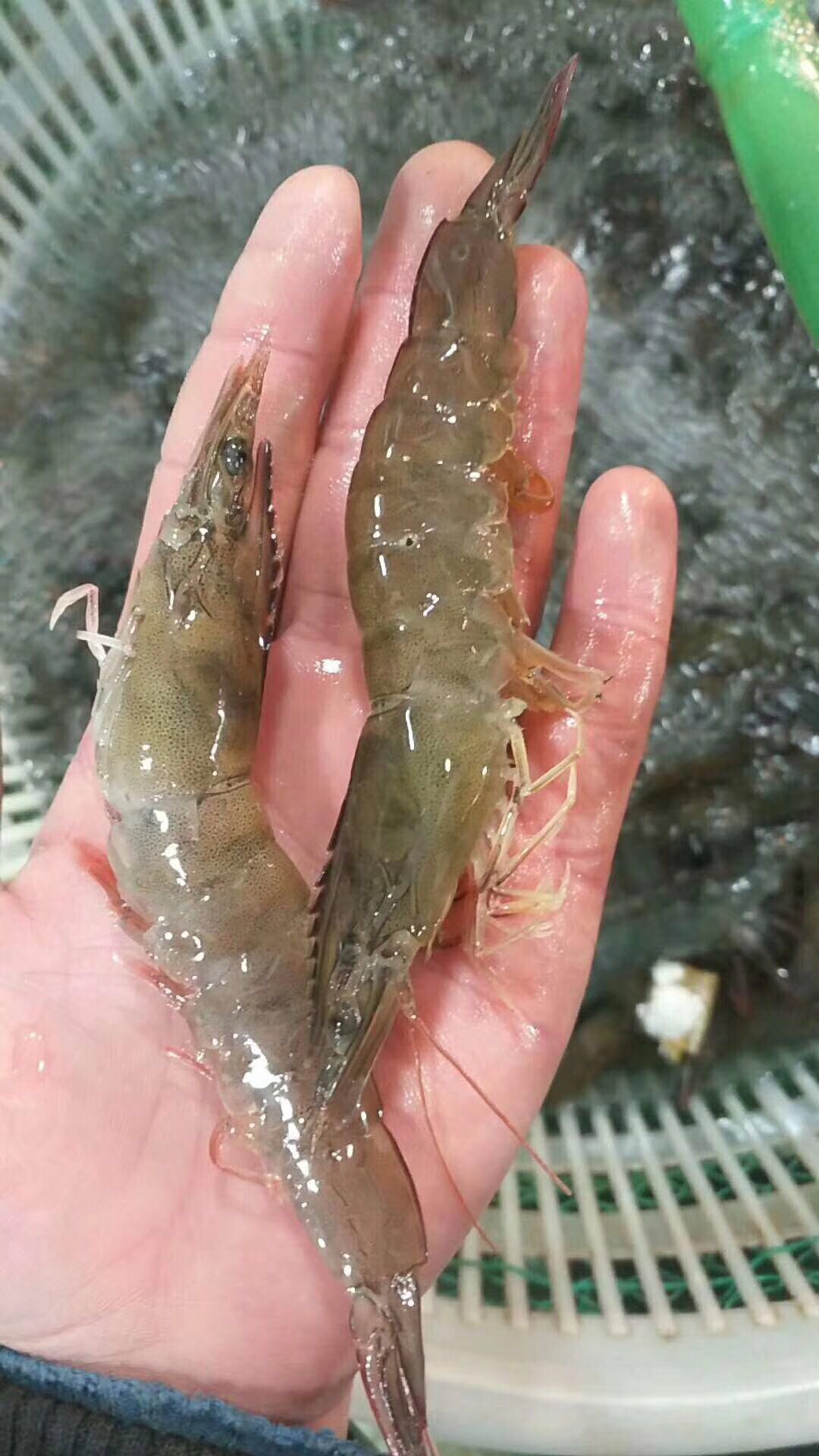鲜活海白虾大明虾 海水虾 南美白对虾 北京同城闪送直达_7折现价58元