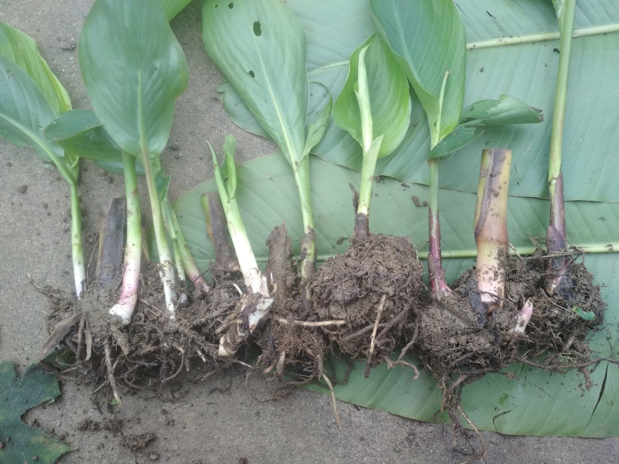 美人蕉种球花苗根块盆栽 四季开花 阳台庭院 室内花卉耐寒植物