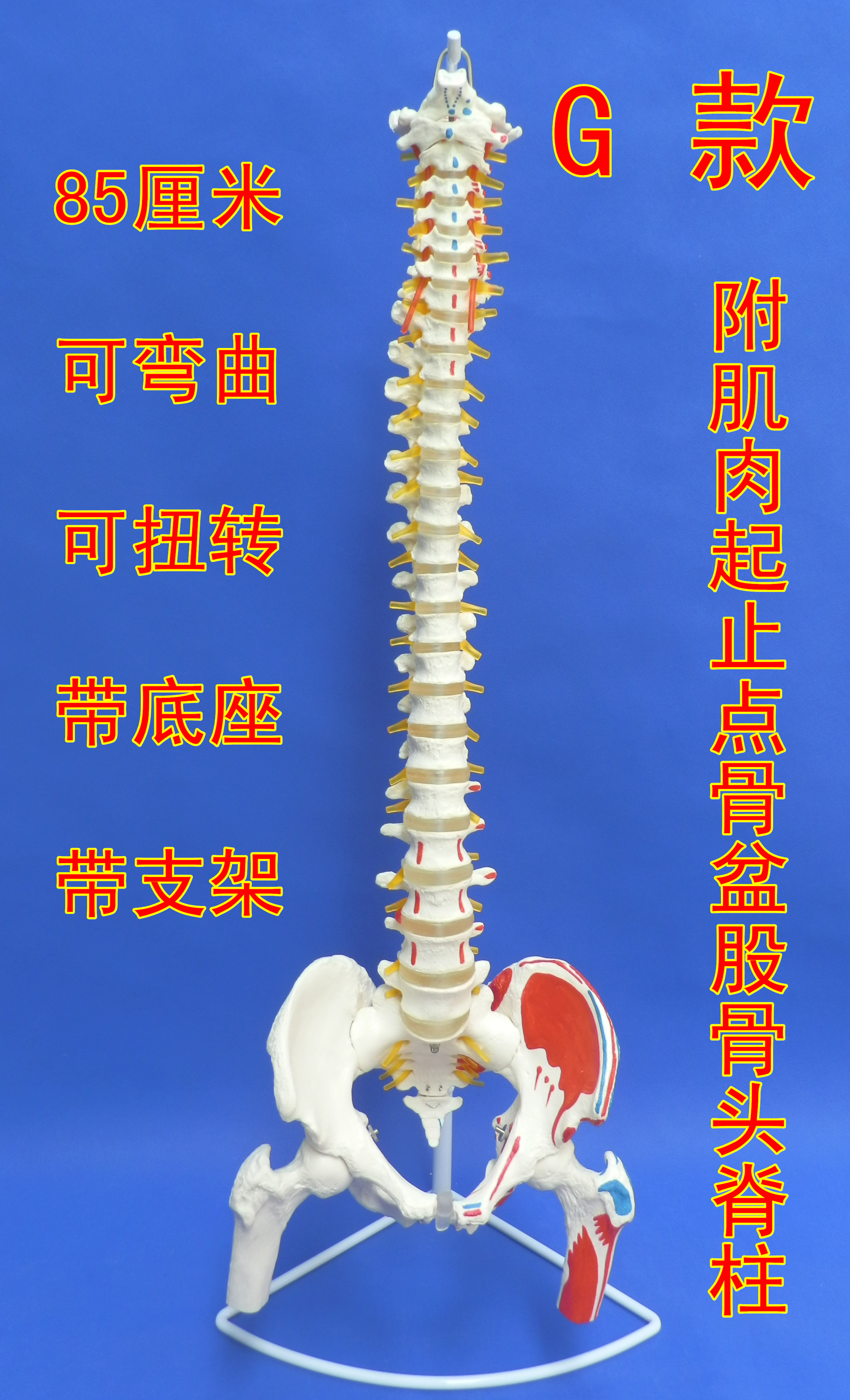 人体脊柱模型人体脊椎1:1人体脊椎模型人体骨骼模型