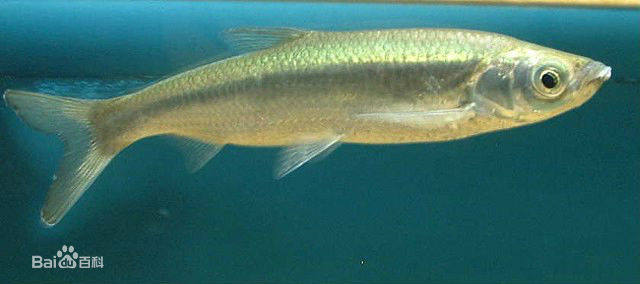 白条鱼 餐条鱼 参条 窜条鱼活体原生鱼 冷水鱼 观赏鱼 3-10cm随机