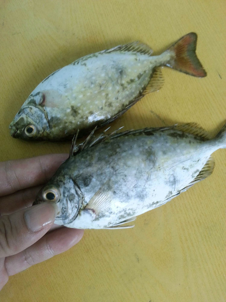 湛江海鲜鲜活野生泥猛鱼活体深海鱼类新鲜秋叶鱼刺篮子鱼娘艾鱼