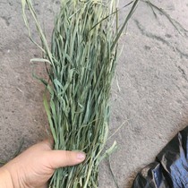 22 years of drying up TiMoses grass Leaf Multi rabbit dragon cat Timothy Moshe Rabbit Dutch pig dragon cat with five catties