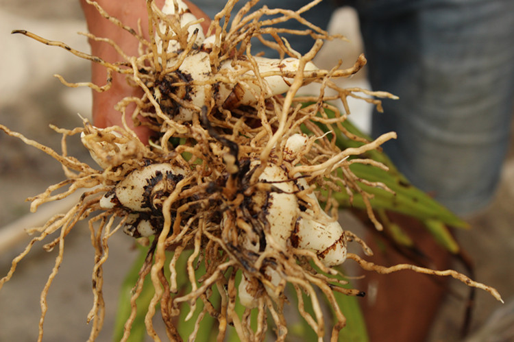 秦岭正宗三叉白芨新鲜中药材白及500g野生白及现挖发货七子白面膜