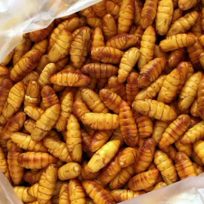 天猫新鲜黄金蛹金丝蛹桑蚕蛹3斤
