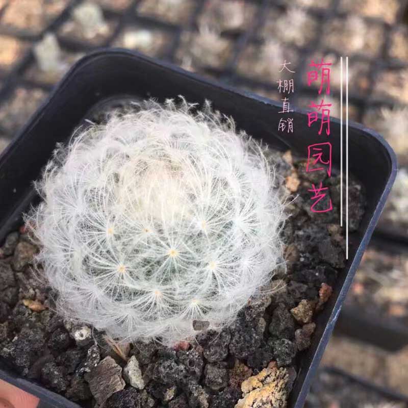 好货如云 多肉植物  品牌:萌萌多肉 颜色分类:白星单头3-4cm 植物品种