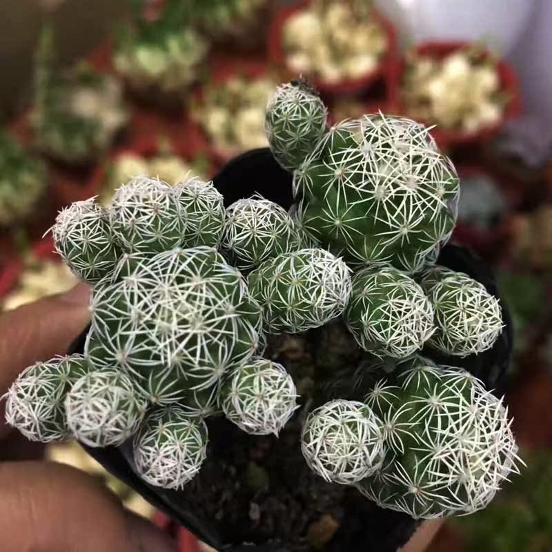 包邮 萌萌园艺馆多肉植物白鸟办公室防辐射多肉绿植盆栽_7折现价2元