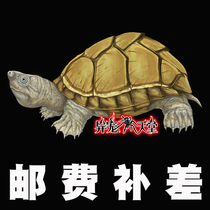 How many pieces of postage How many pieces of postage How many pieces of postage How many pieces of postage How many pieces of postage How many pieces of postage How many pieces of postage How many pieces of postage How many pieces of postage