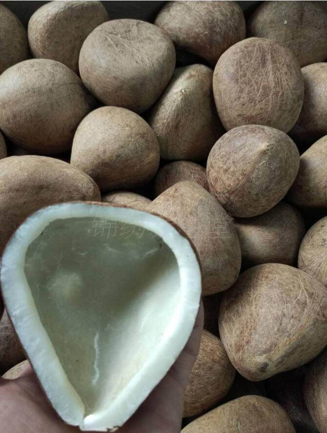 印度椰子皇 1000克5-6只包邮 椰皇 海椰皇 无壳椰子皇海椰子煲