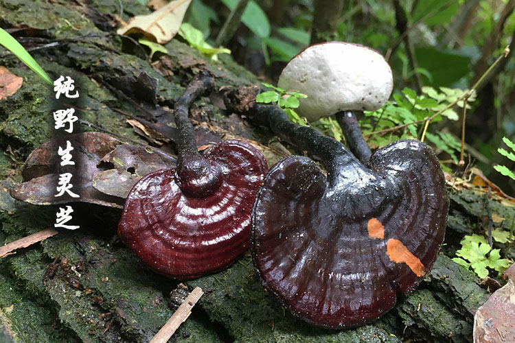 灵芝广西深山纯天然野生灵芝黑灵芝紫灵芝林芝不苦可切片50g包邮
