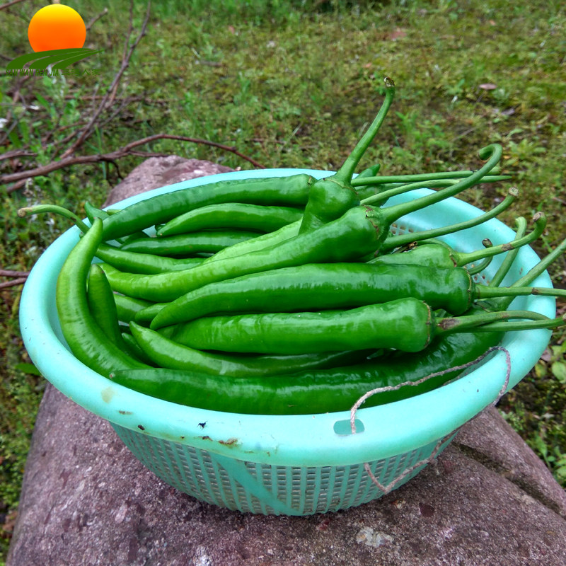农家种新鲜杭椒 辣度适中 尖辣椒皮薄小辣椒 脆嫩 产地直销包邮