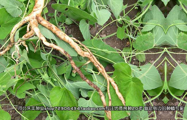 中草药党参种子 健脾益肺 增强免疫力 中药种子 阳台盆栽庭院种植