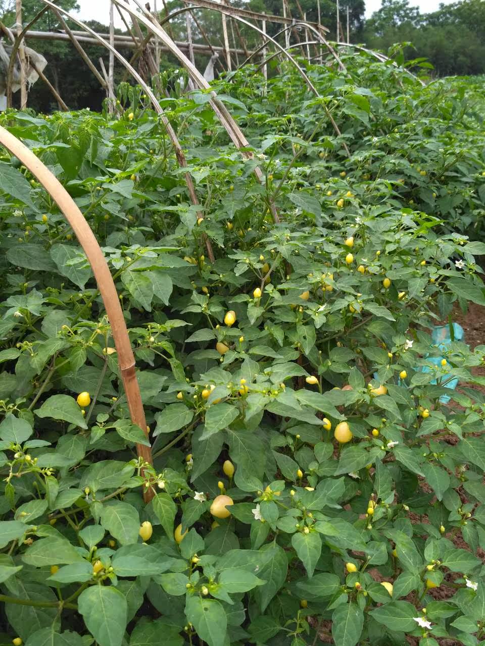 广西桂平特产 新鲜五彩椒七彩椒500克 预*定啦