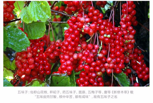 长白山老家野生五味子东北五味子油籽新鲜干货颗粒茶特产泡茶泡酒