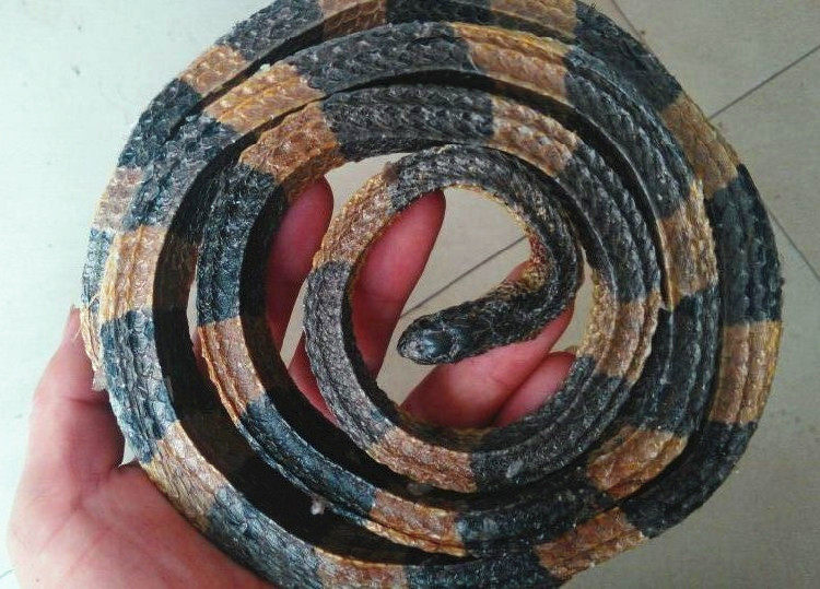 中药材金环蛇/蛇干泡酒料 大花蛇1条/包邮干蛇蛇胆三蛇酒 蛇鞭