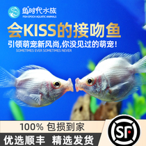 Kissing fish kissing fish living kissing fish living ornamental fish kissing fish living kissing fish