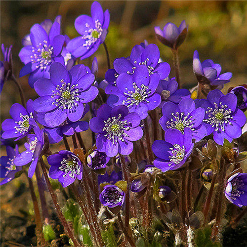 先看样册再选购,每人只出运费就可以免费领取一本.