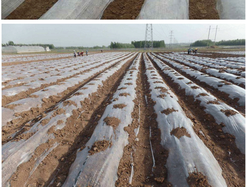 白地膜农用白膜黑膜微膜保温保湿蔬菜大棚种植混凝土保护塑料薄膜